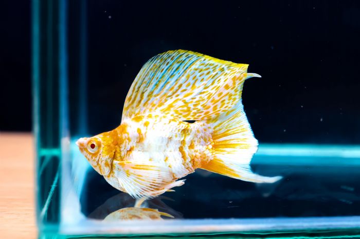 世界級孔雀魚世界盃，游進屏東農業物產館